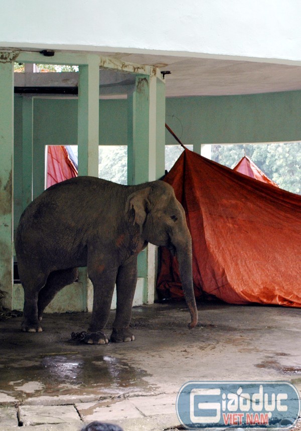 Theo một số nhân viên trực tiếp chăm sóc thì con voi này có tên là Krông. Krông từng bị coi là “voi điên” khi không chịu thuần hóa và sẵn sàng tấn công người nếu thấy "bực mình". Tại vườn thú, Krông cũng không thuần hơn nên bị xích chân tại chỗ.